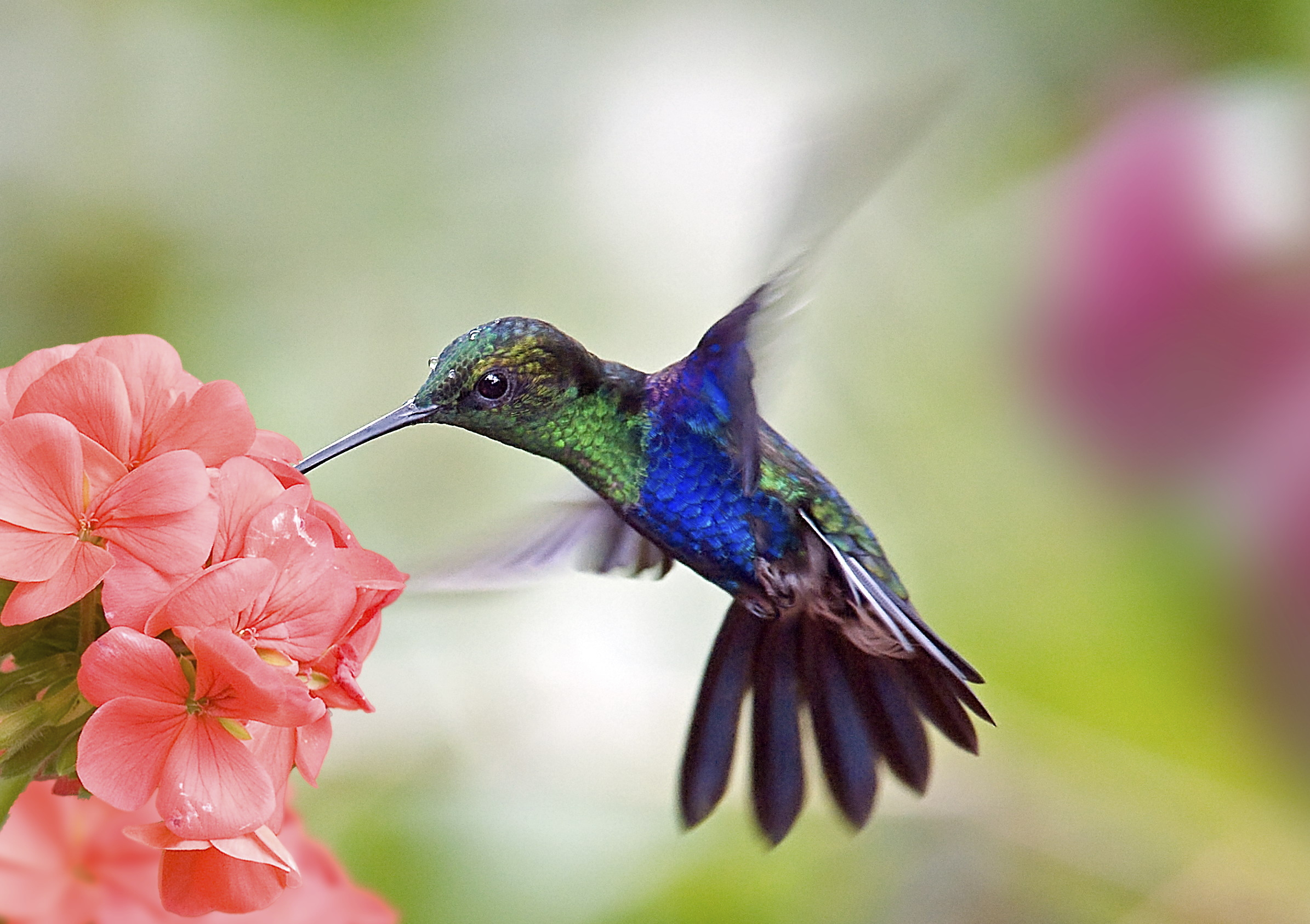 Hummingbird facts