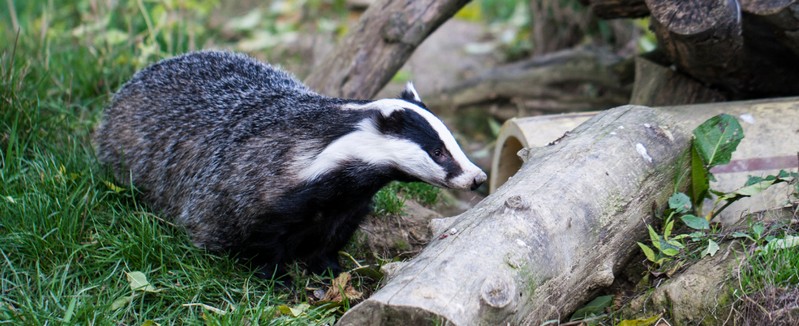 Badgers and Google Circles