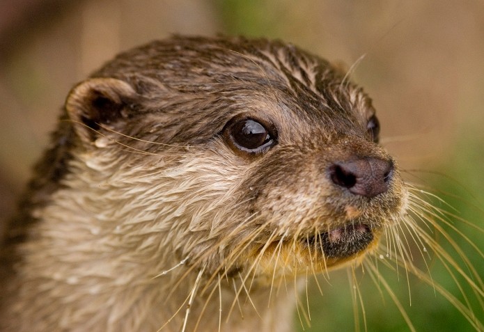 Lessons in social media: Otters in same group as badgers.