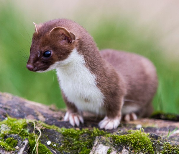 Lessons in social media:Polecats in same group as badgers. 